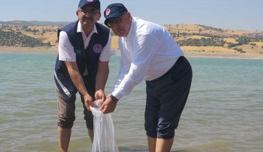 KARTALKAYA BARAJ GÖLÜNE YAVRU SAZAN BALIĞI BIRAKILDI