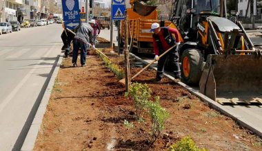 Cadde ve Bulvarlar Bitkilerle Donatılıyor