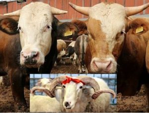 Onikişubat Belediyesi’nden yapılan yazılı açıklamada ilçede belirlenen 2 noktada satış,