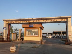 Canlı Hayvan Borsası’nda Padok Kiralama İşlemleri 27 Mayıs’ta Başlayacak Kahramanmaraş