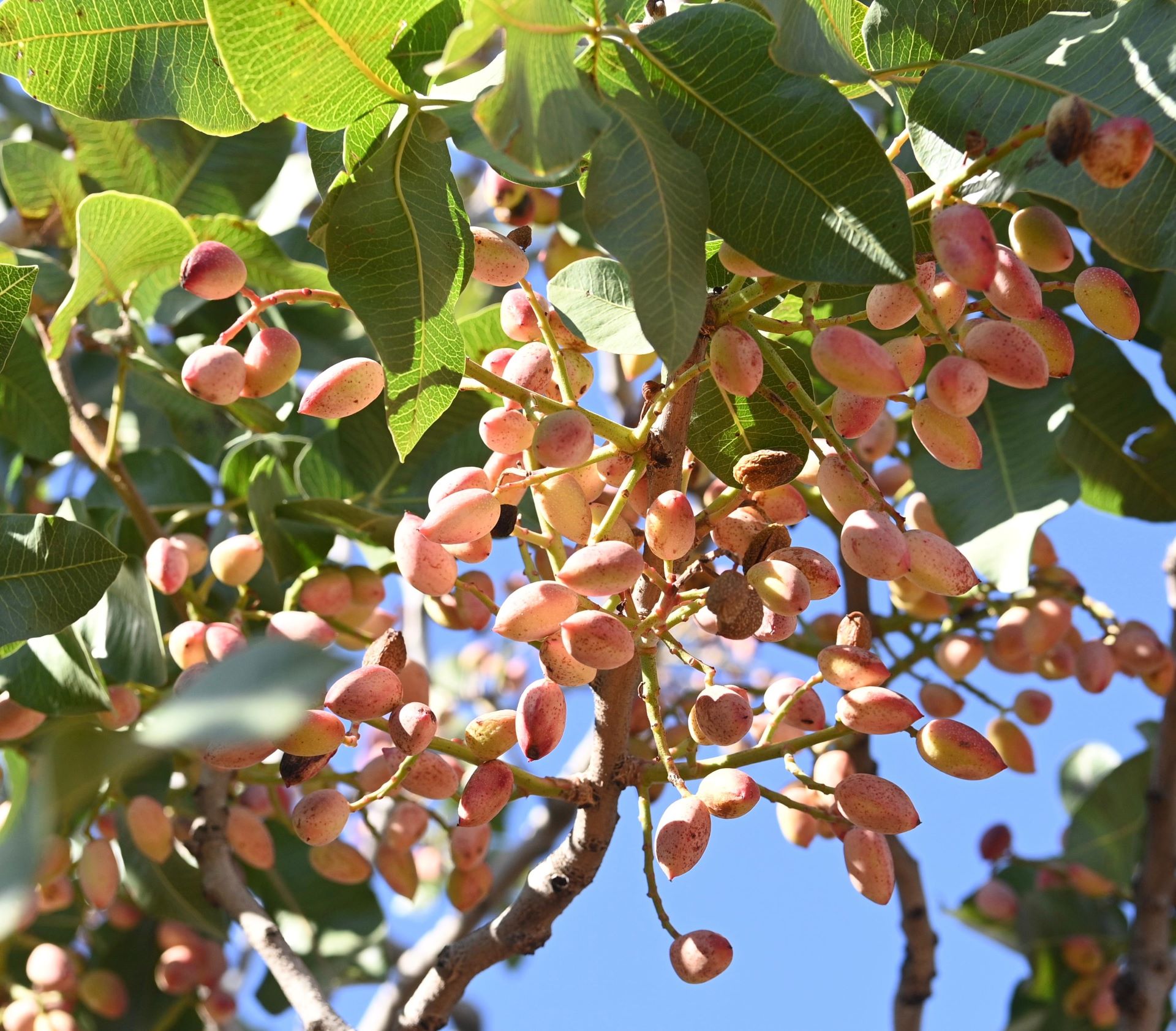 Üreticilerle bir araya gelerek desteklerini artırarak sürdüren Kahramanmaraş Büyükşehir Belediye